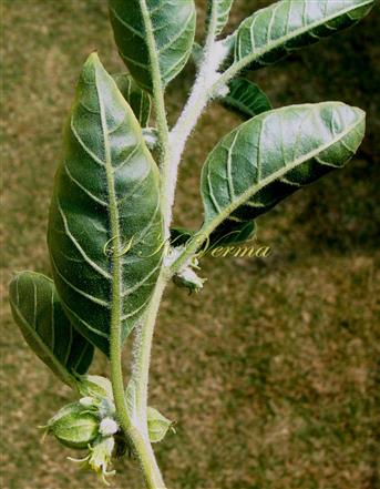  Leaves (Abaxial View)